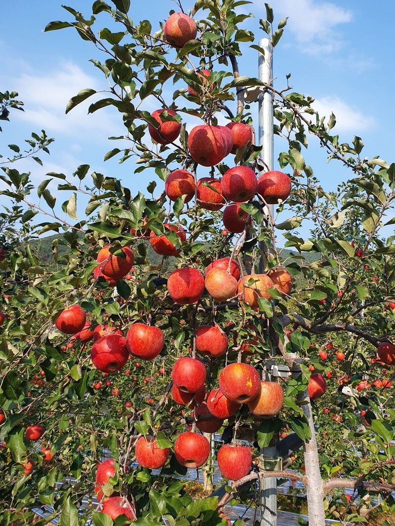 직송포유님의 장터 판매 상품 [정품+흠과 고랭지 부사10kg] 첨부 사진