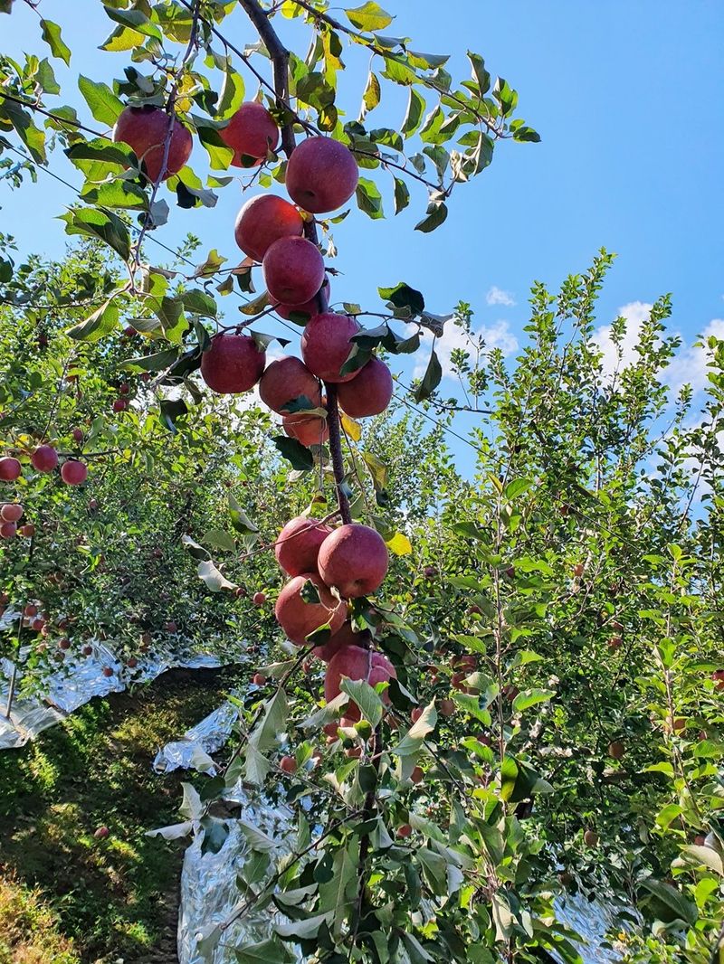 직송포유님의 장터 판매 상품 [정품+흠과 고랭지 부사10kg] 첨부 사진