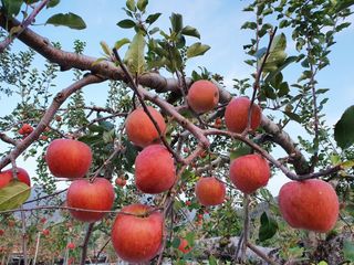 직송포유님의 작성글 사진
