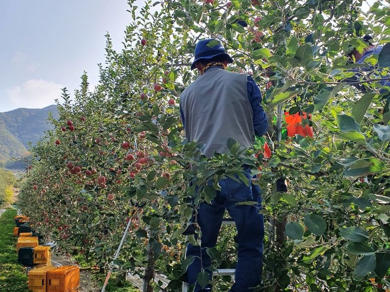 직송포유님의 장터 판매 상품 [정품+흠과 고랭지 부사10kg] 첨부 사진