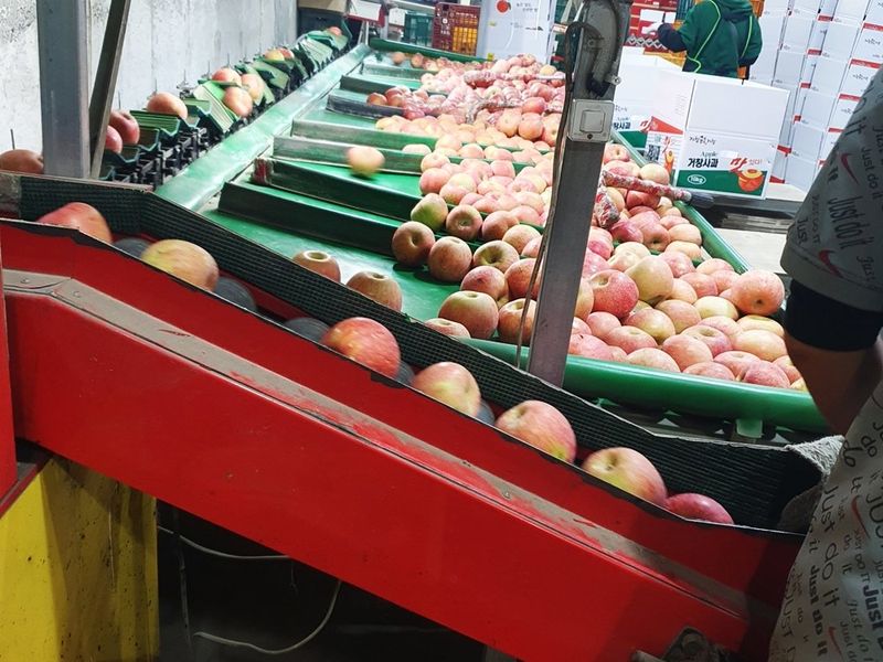 직송포유님의 장터 판매 상품 [정품+흠과 고랭지 부사10kg] 첨부 사진