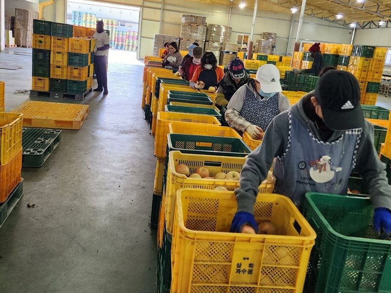 직송포유님의 장터 판매 상품 [정품+흠과 고랭지 부사10kg] 첨부 사진