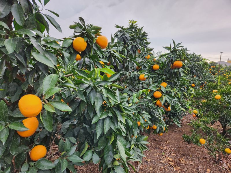 이경율님의 장터 판매 상품 [황금향] 첨부 사진