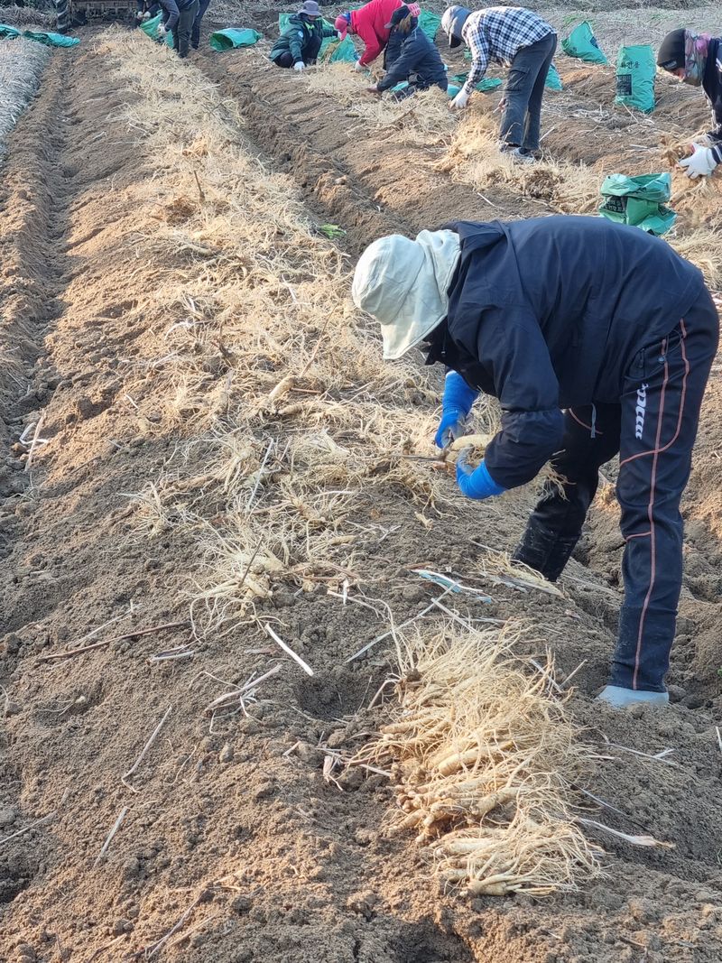 모두팜님의 장터 판매 상품 [인삼  판매합니다  750g] 첨부 사진