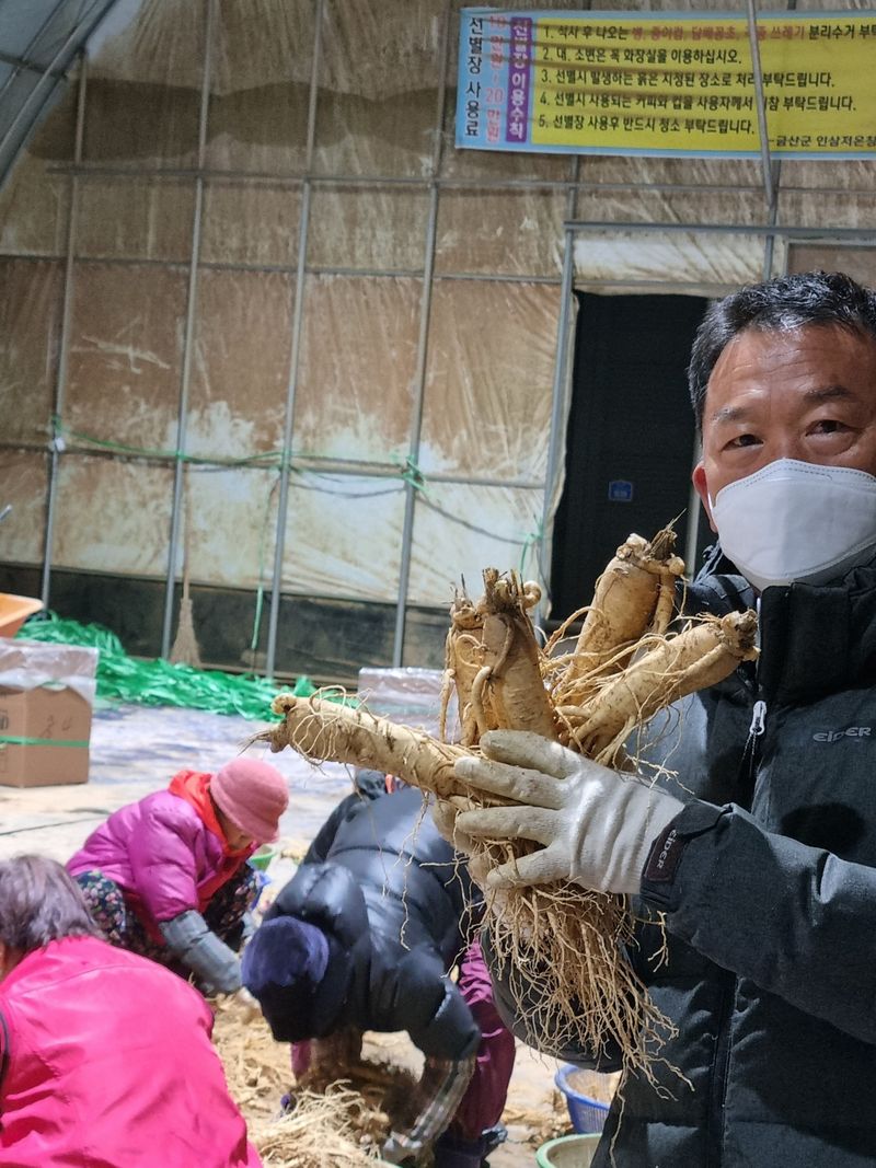 모두팜님의 장터 판매 상품 [인삼  판매합니다  750g] 첨부 사진