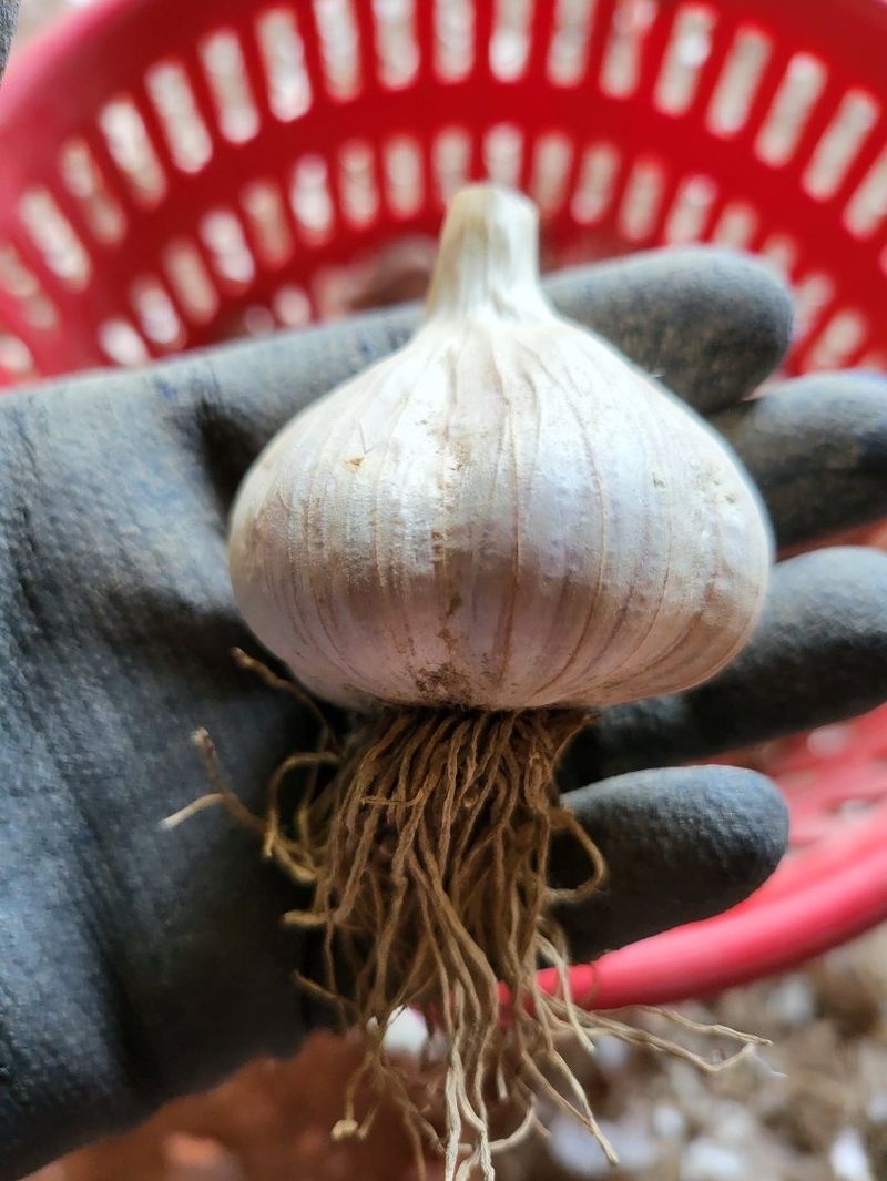 의성마늘(한지형)님의 장터 판매 상품 [의성 한지형 육쪽마늘 특상품/특품/상품] 첨부 사진