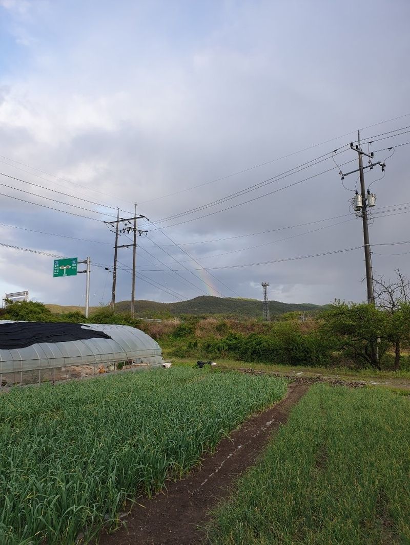 의성마늘(한지형)님의 장터 판매 상품 [의성 한지형 육쪽마늘 특상품/특품/상품] 첨부 사진