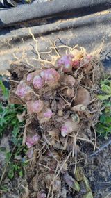 팜모닝 기타작물·병해충상담 게시글 이미지