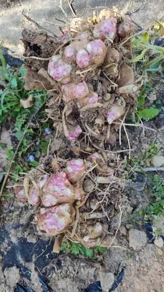 강신철님의 기타작물 · 병해충상담 작성글 사진