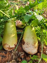 팜모닝 배추·영농일지 게시글 이미지