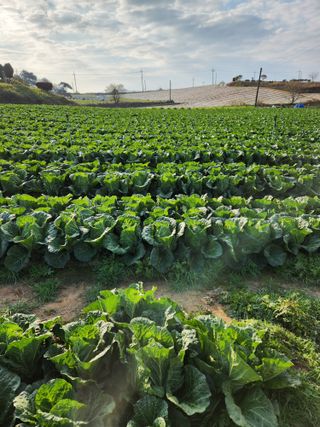 김저팔계님의 배추 · 영농일지 작성글 사진