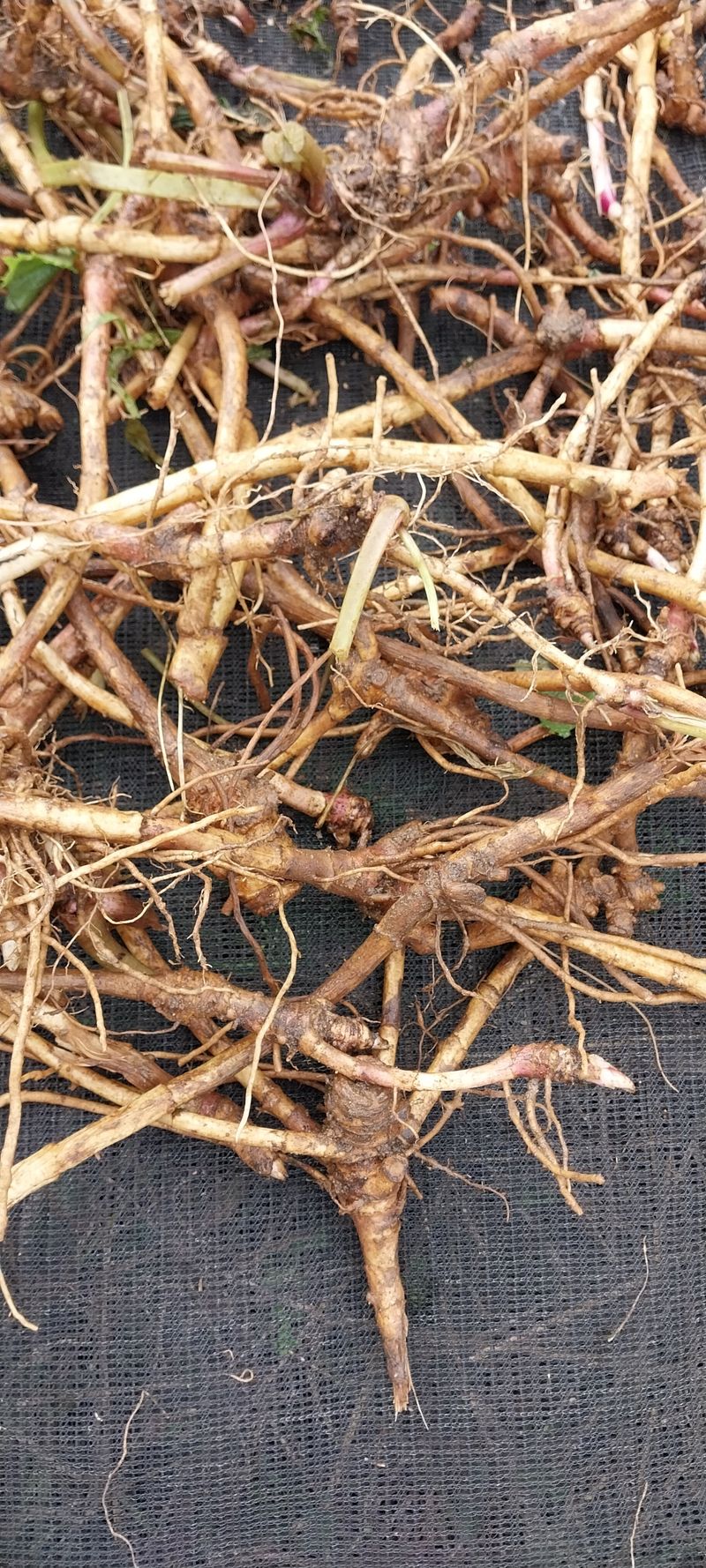 장터 상품 [머우모종kg] 썸네일