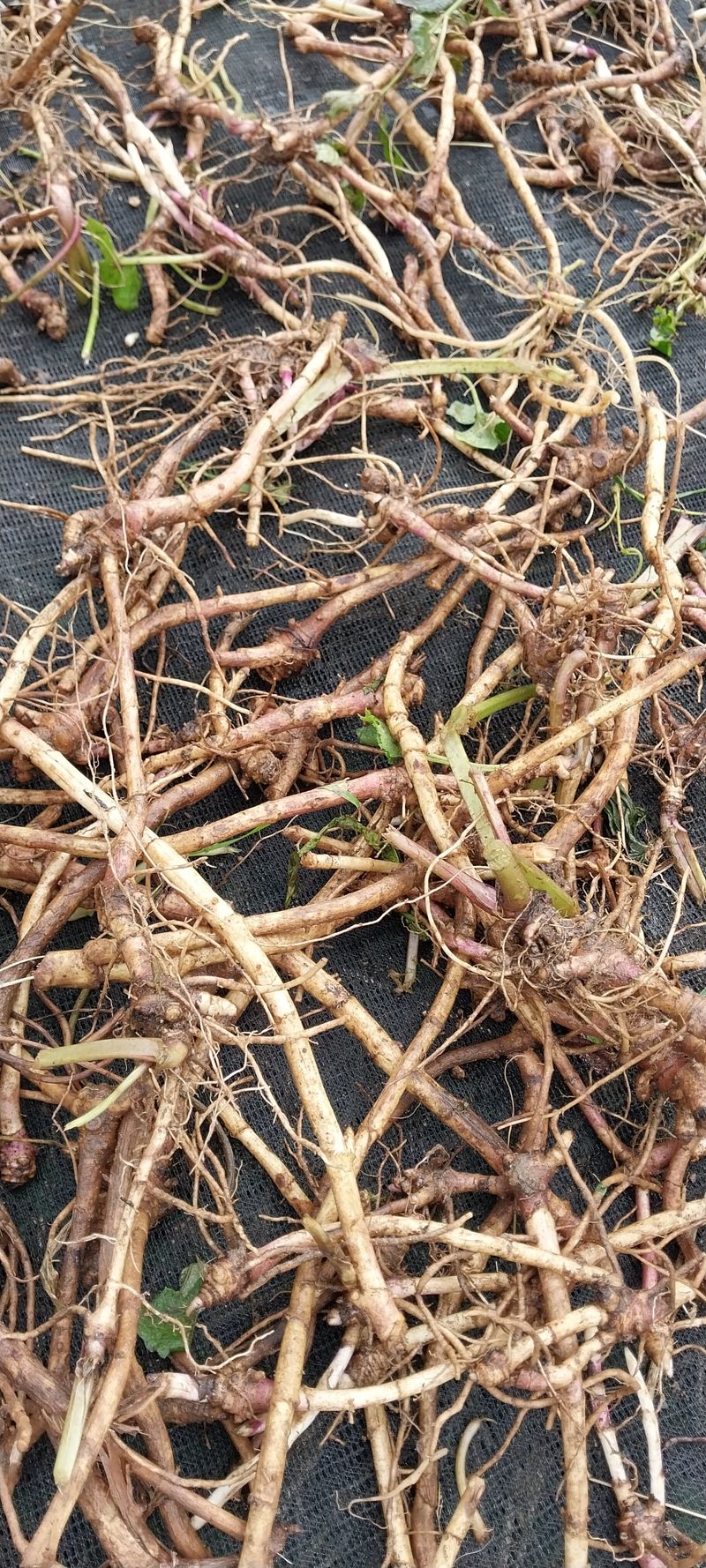 감자7294님의 장터 판매 상품 [머우모종kg] 첨부 사진