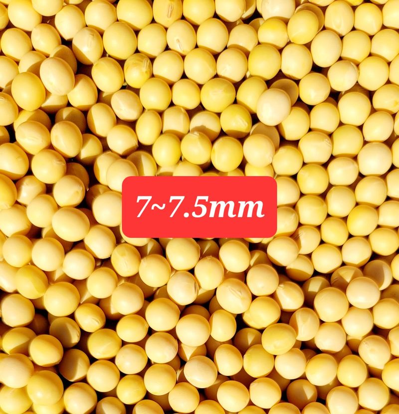 선비 농군님의 장터 판매 상품 [2023년 대원콩(판매완료)] 첨부 사진