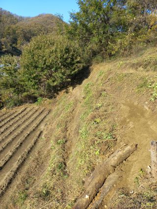 사무니님의 호박 · 영농일지 작성글 사진