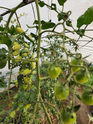 갑돌이님의 자유주제 · 자유게시판 작성글 사진