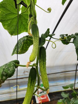 갑돌이님의 자유주제 · 자유게시판 작성글 사진