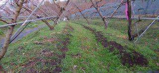 달맛햇복숭아농원님의 복숭아 · 자유게시판 작성글 사진