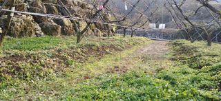 달맛햇복숭아농원님의 복숭아 · 자유게시판 작성글 사진