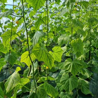 초록오이님의 오이 · 병해충상담 작성글 사진