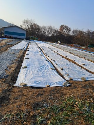 김미자님의 고구마 · 자유게시판 작성글 사진