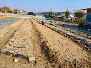 김미자님의 고구마 · 자유게시판 작성글 사진