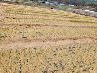 남원여시님의 파 · 영농일지 작성글 사진