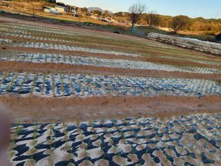 남원여시님의 파 · 영농일지 작성글 사진