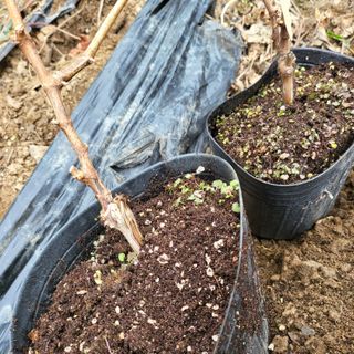 오케바리(옥경종)님의 최근 산 물건을 알려주세요! · 참여글 작성글 사진