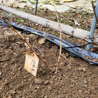 오케바리(옥경종)님의 최근 산 물건을 알려주세요! · 참여글 작성글 사진