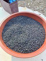 팜모닝 콩·자유게시판 게시글 이미지