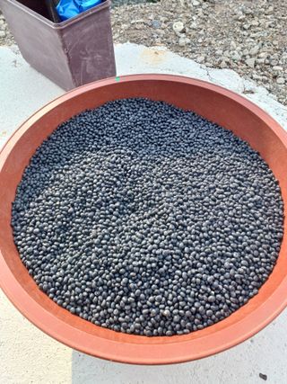 시골을사랑하는경희님의 콩 · 자유게시판 작성글 사진