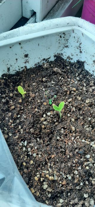 이강재님의 오이 · 자유게시판 작성글 사진