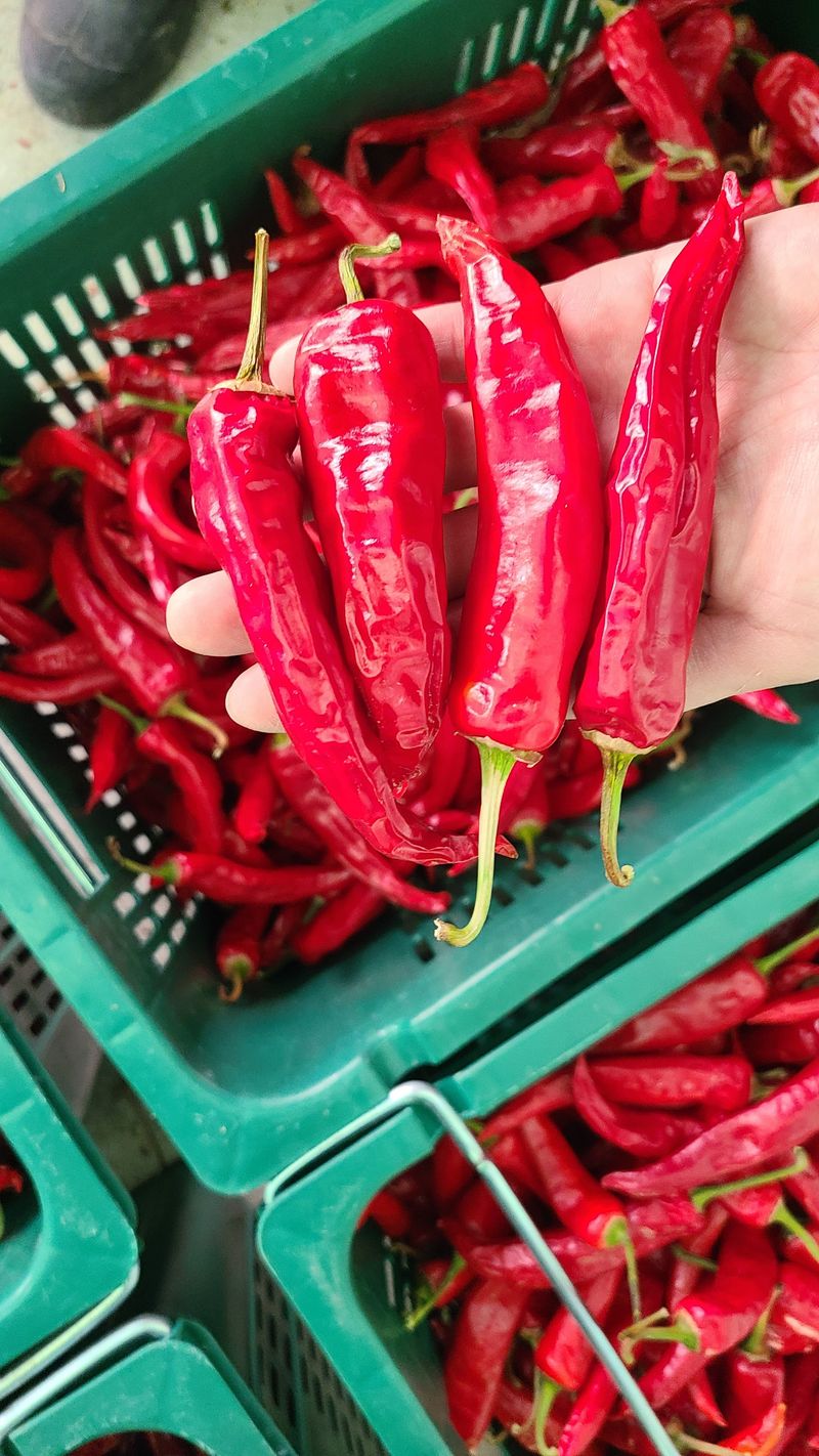 장터 상품 [건고추 1근(600g) 판매완료] 썸네일