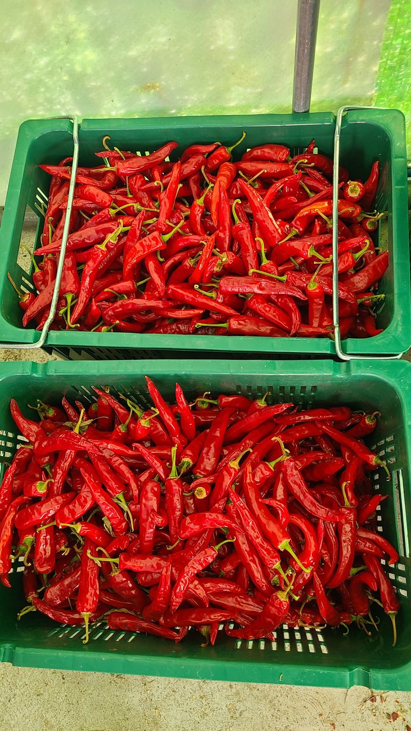 동현님의 장터 판매 상품 [건고추 1근(600g) 판매완료] 첨부 사진