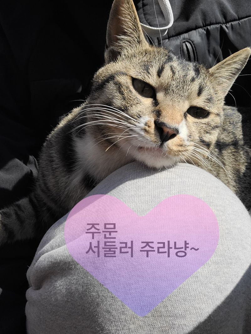 동현님의 장터 판매 상품 [건고추 1근(600g) 판매완료] 첨부 사진