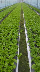 팜모닝 상추·자유게시판 게시글 이미지