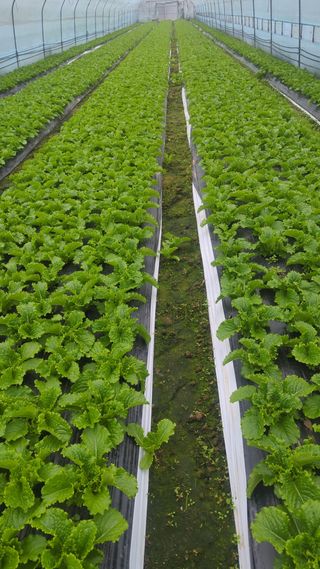 김형진님의 상추 · 자유게시판 작성글 사진