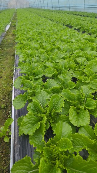 김형진님의 상추 · 자유게시판 작성글 사진