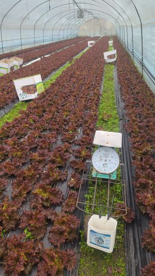 김형진님의 상추 · 자유게시판 작성글 사진