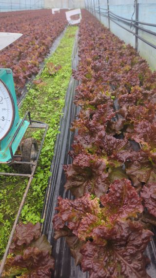 김형진님의 상추 · 자유게시판 작성글 사진