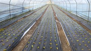 김형진님의 상추 · 자유게시판 작성글 사진