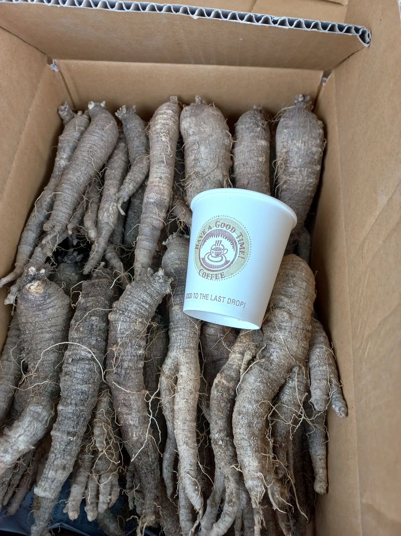 장터 상품 [더덕4kg     (판매완료)] 썸네일