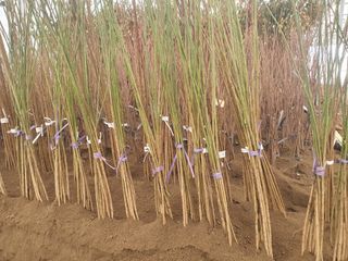 서울농원묘목님의 작성글 사진