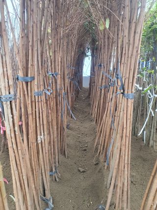 서울농원묘목님의 작성글 사진