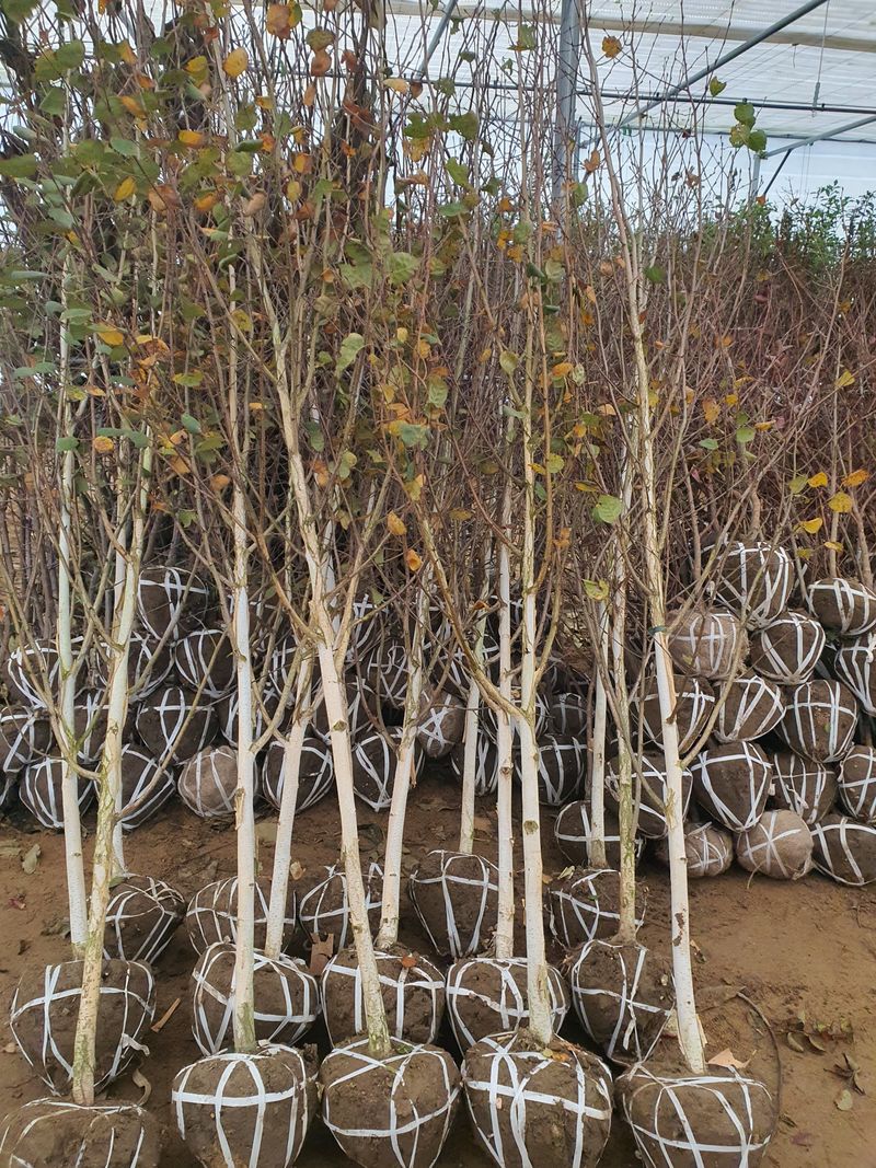 서울농원묘목님의 장터 판매 상품 [2024년 유실수 조경수 묘목  전문 생산 농원 수종 다양하게 판매합니다] 첨부 사진