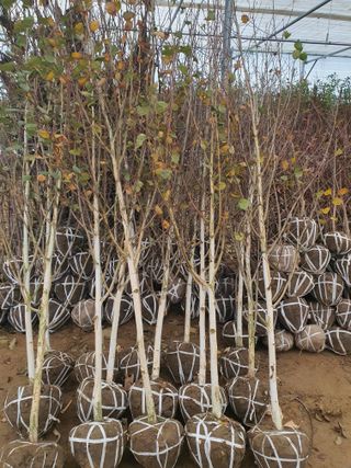 서울농원묘목님의 작성글 사진