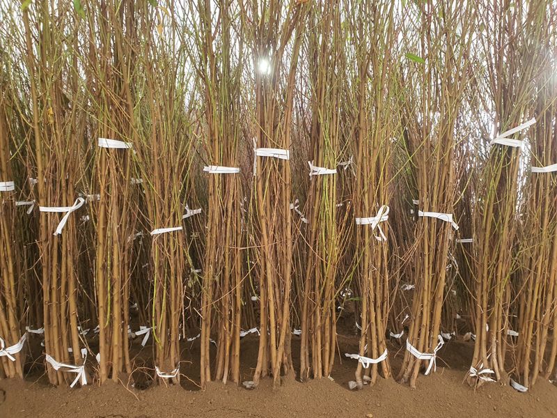 서울농원묘목님의 장터 판매 상품 [2024년 유실수 조경수 묘목  전문 생산 농원 수종 다양하게 판매합니다] 첨부 사진