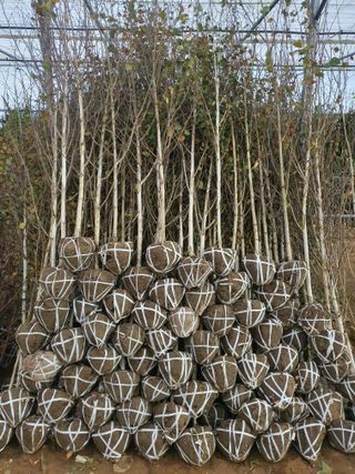 서울농원묘목님의 작성글 사진