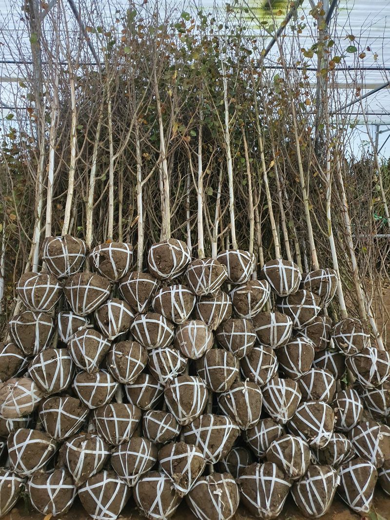 서울농원묘목님의 장터 판매 상품 [2024년 유실수 조경수 묘목  전문 생산 농원 수종 다양하게 판매합니다] 첨부 사진